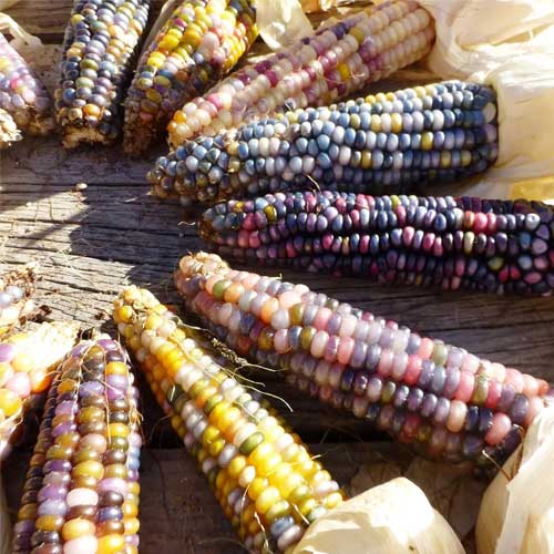 Ornamental Multi-Colour Corn Seeds