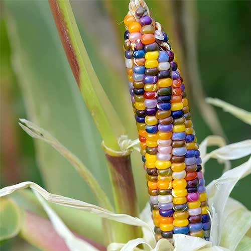 Ornamental Multi-Colour Corn Seeds