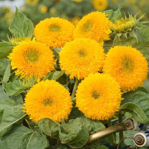 Sunflower Helianthus Teddy Bear Seeds