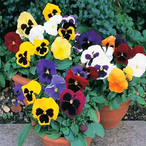 Pansy Mix Swiss Giant Seeds