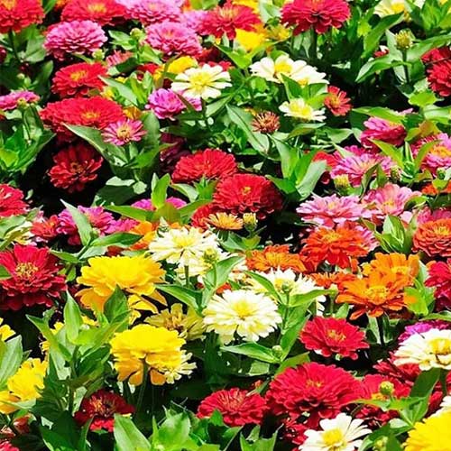 Zinnia Pulcino Dwarf Double Mix Seeds