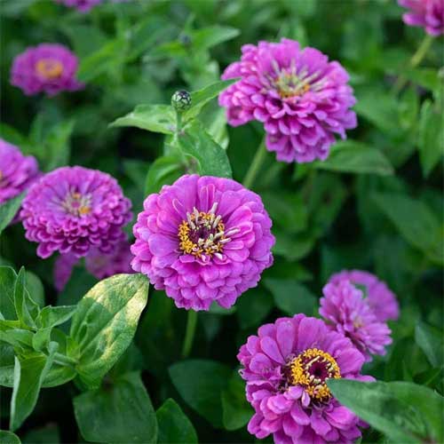 Zinnia Purple elegans Dahlia Flowered Seeds