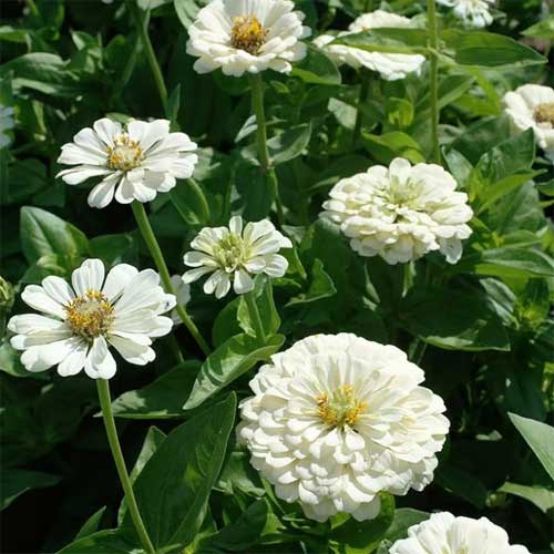 Zinnia White elegance Dahlia Flowered Seeds