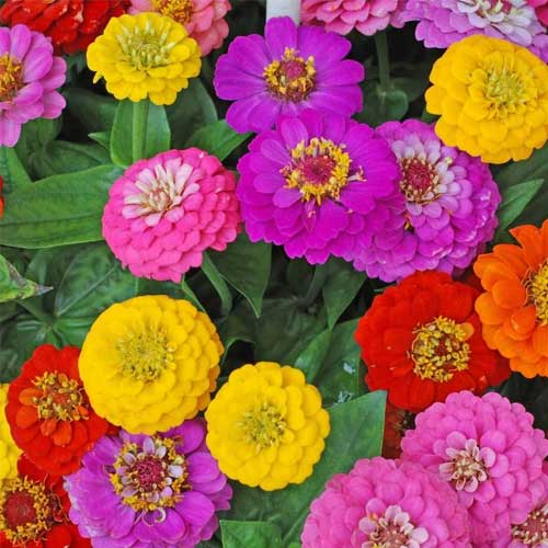 Zinnia Dahlia Flowered Mix Seeds