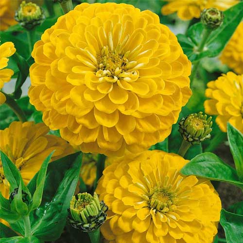 Zinnia elegance Dahlia Flowered Canary Bird Yellow Seeds