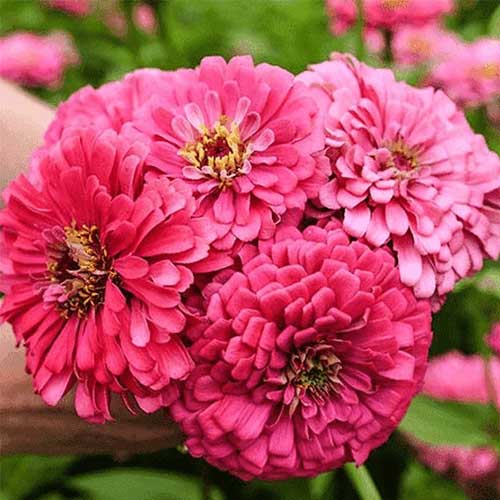 Zinnia Rose elegance Dahlia Seeds