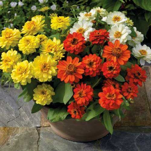 Zinnia Pulcino Dwarf Double Mix Seeds