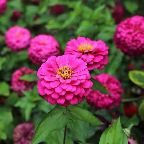 Zinnia Rose elegance Dahlia Seeds