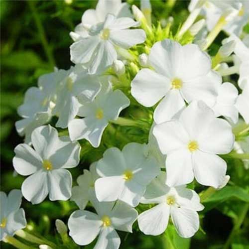 Phlox White Beauty Dwarf Seeds