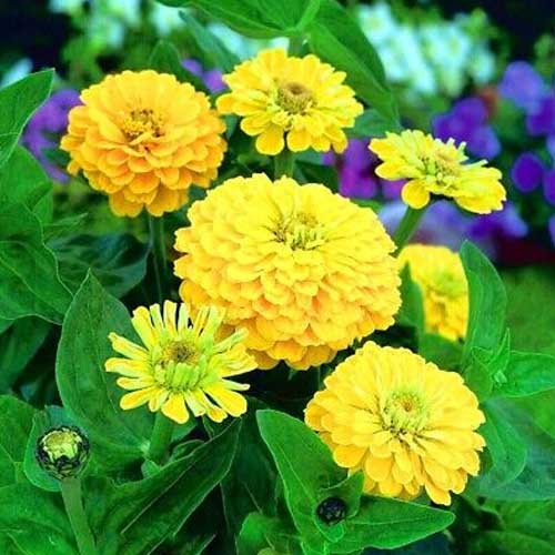 Zinnia elegance Dahlia Flowered Canary Bird Yellow Seeds