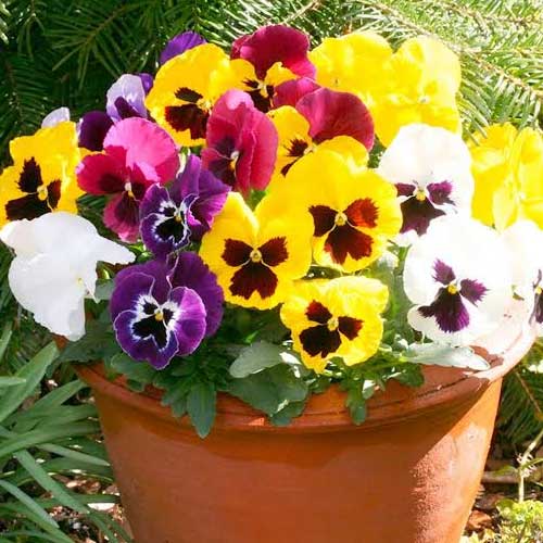 Pansy Mix Swiss Giant Seeds