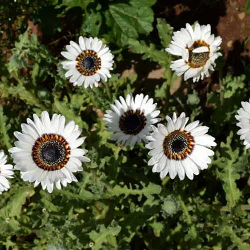 Venidium White fastuosum Seeds