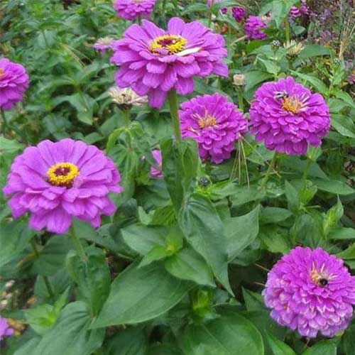 Zinnia Purple elegans Dahlia Flowered Seeds