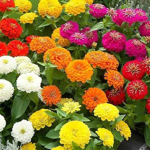 Zinnia Dahlia Flowered Mix Seeds