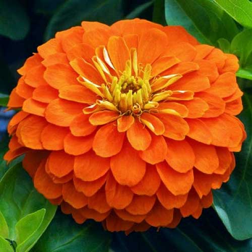 Zinnia elegance Dahlia Flowered Orange King Seeds