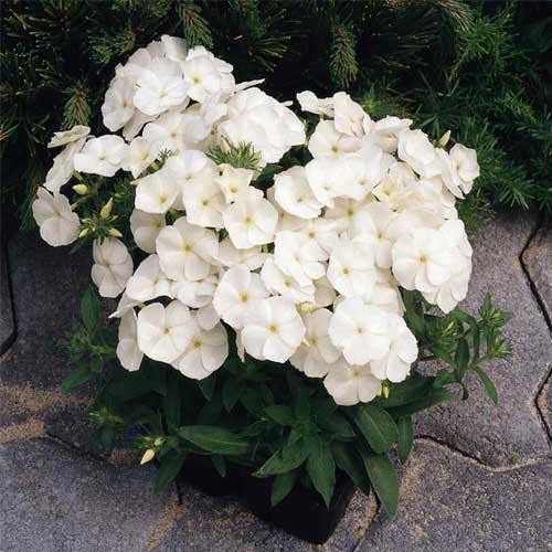 Phlox White Beauty Dwarf Seeds