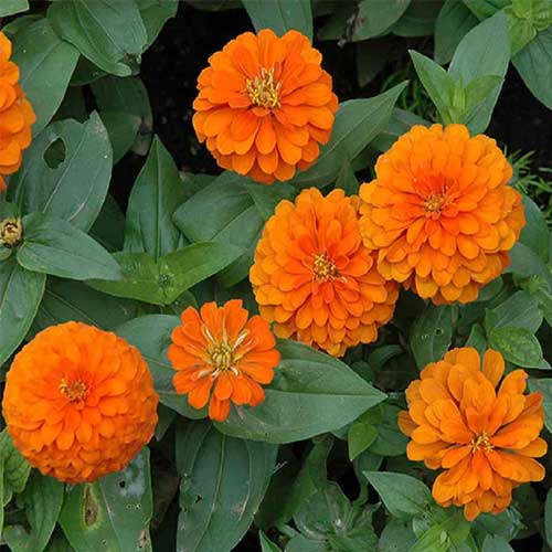 Zinnia elegance Dahlia Flowered Orange King Seeds