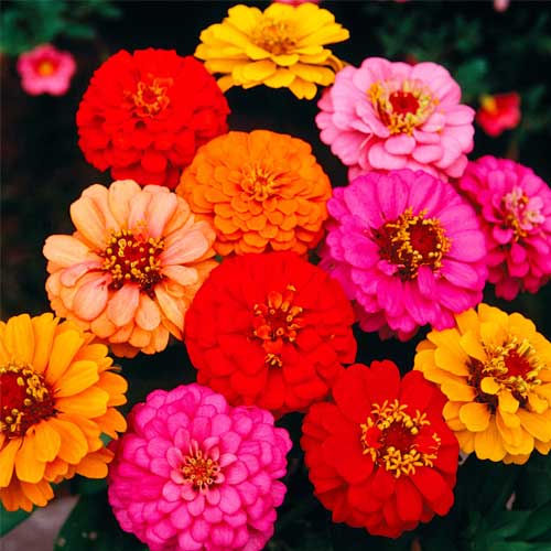 Zinnia Lilliput Mix Seeds