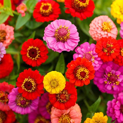 Zinnia Lilliput Mix Seeds