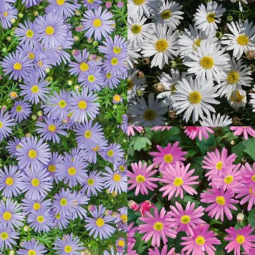Brachycome Mix Seeds