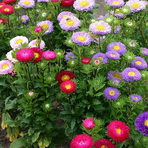 Aster Formula Mix Seeds