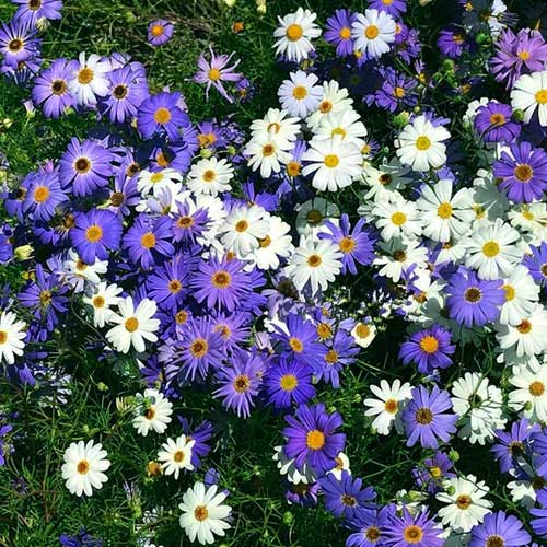 Brachycome Mix Seeds