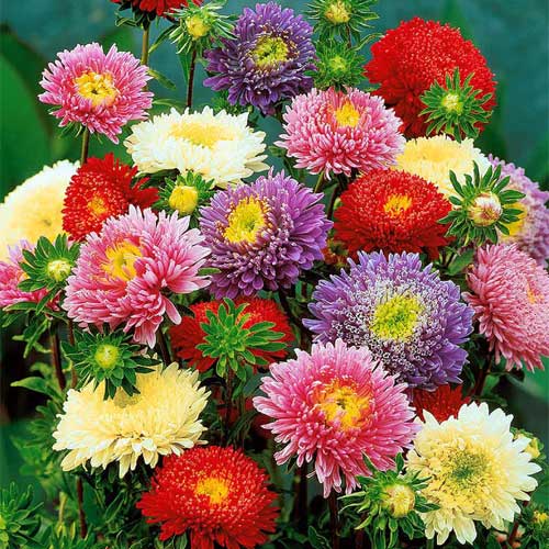 Aster Formula Mix Seeds