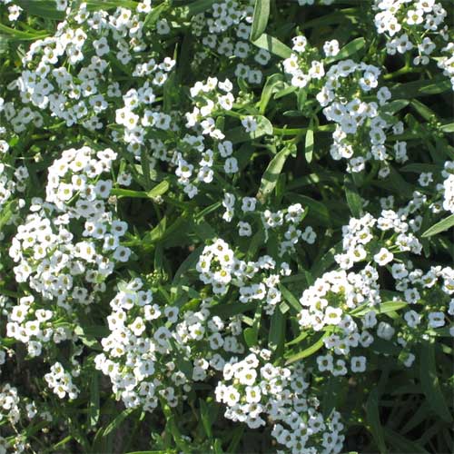 Alyssum Sweet White Seeds