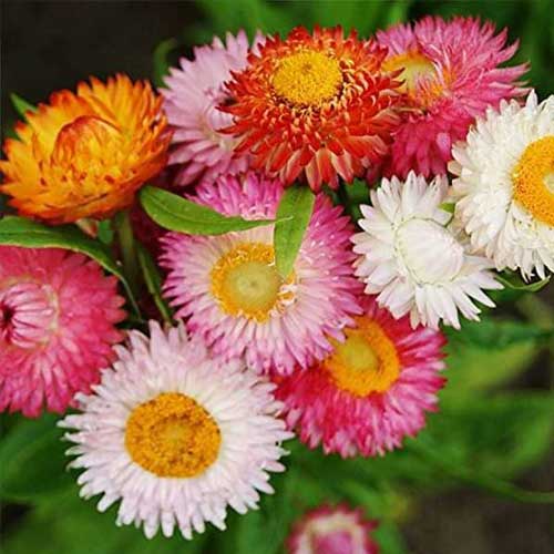 Acroclinium Double Mix Seeds
