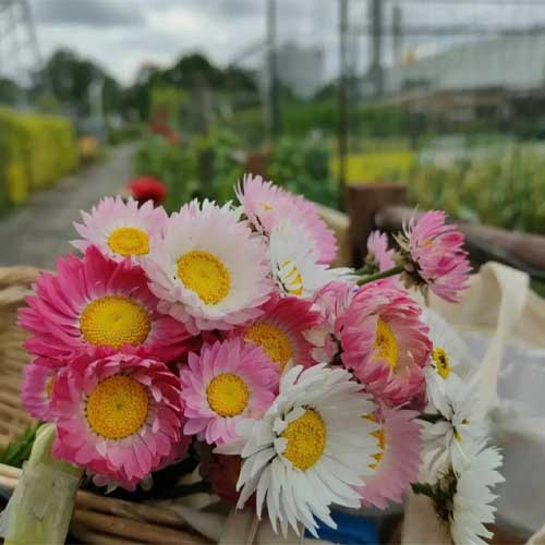 Acroclinium Double Mix Seeds