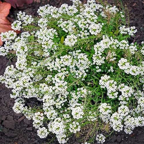 Alyssum Sweet White Seeds