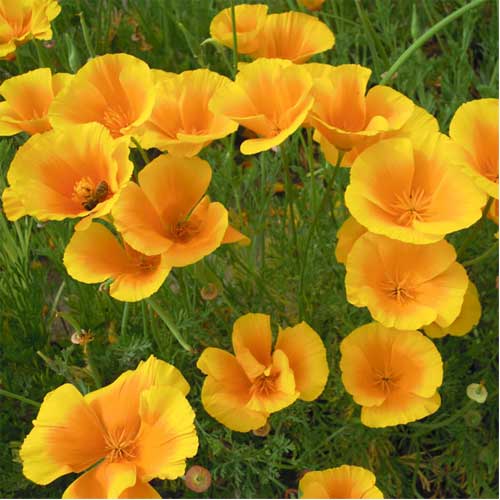 California Poppy Yellow Seeds