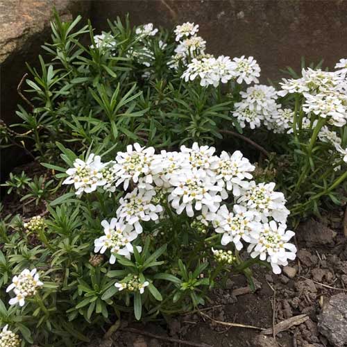 Candytuft White Iberis Seeds