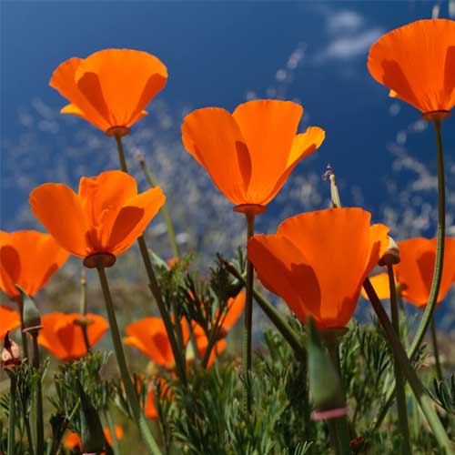 California Poppy Orange Seeds