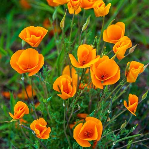 California Poppy Orange Seeds