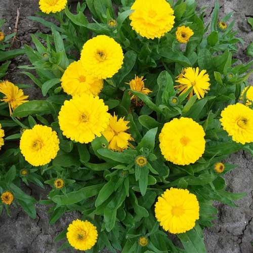 Calendula Yellow Seeds