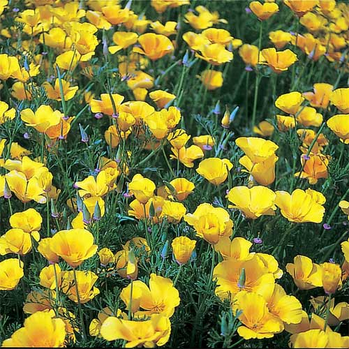 California Poppy Yellow Seeds