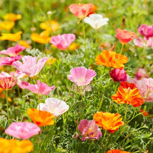 California Poppy Mix Seeds