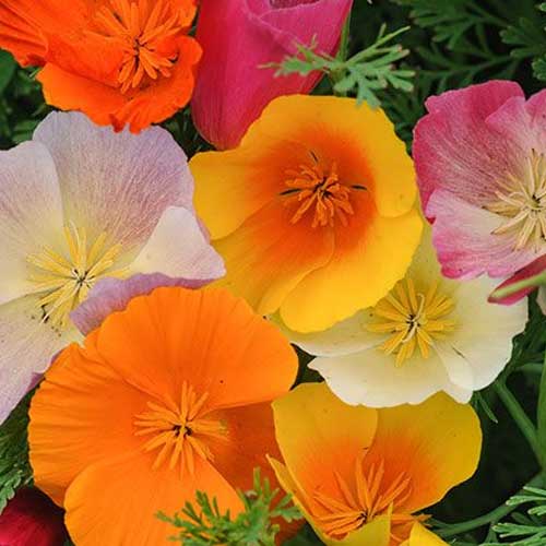 California Poppy Mix Seeds