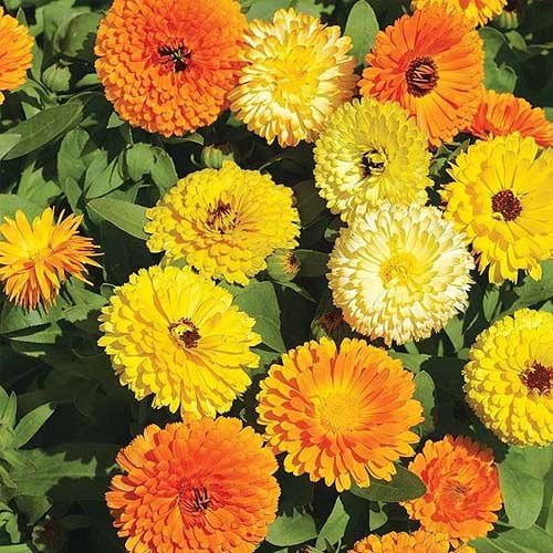 Calendula Fiesta Gitana Mix Seeds