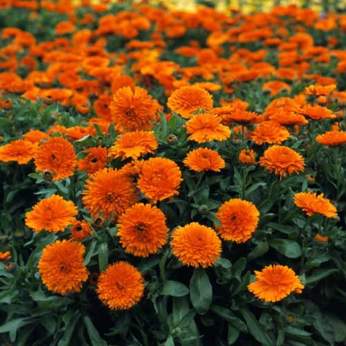 Calendula Orange Seeds