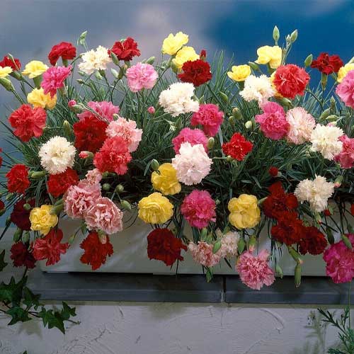 Carnation Chabaud Mix Dianthus Caryophyllus Seeds