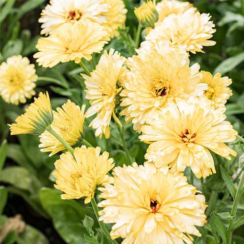 Calendula Creamy White Seeds