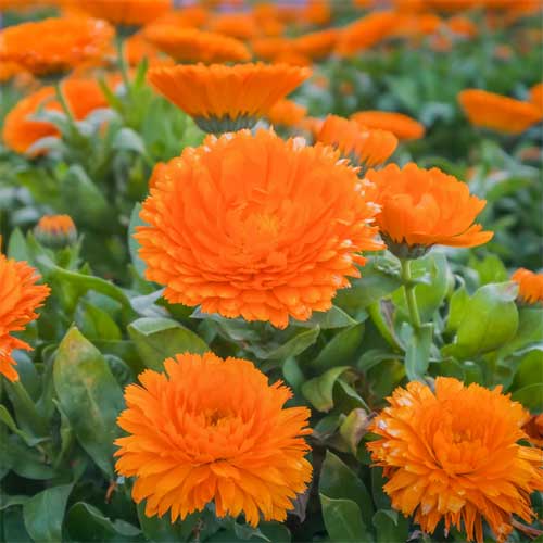 Calendula Orange Seeds