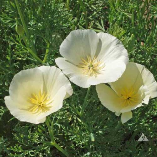 California Poppy White Seeds