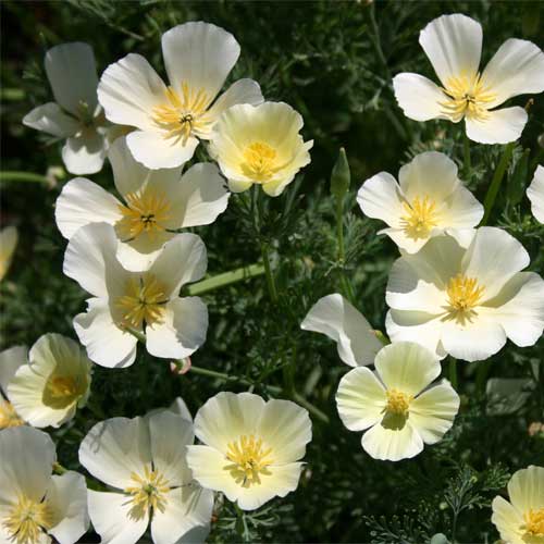 California Poppy White Seeds