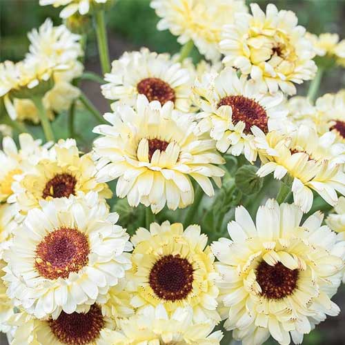 Calendula Creamy White Seeds