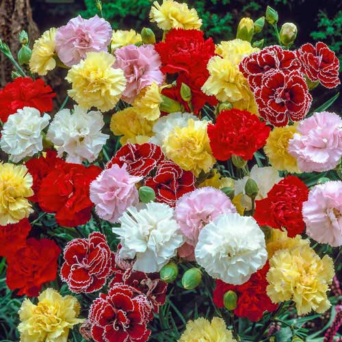 Carnation Chabaud Mix Dianthus Caryophyllus Seeds