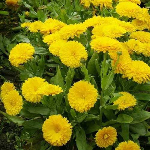 Calendula Yellow Seeds