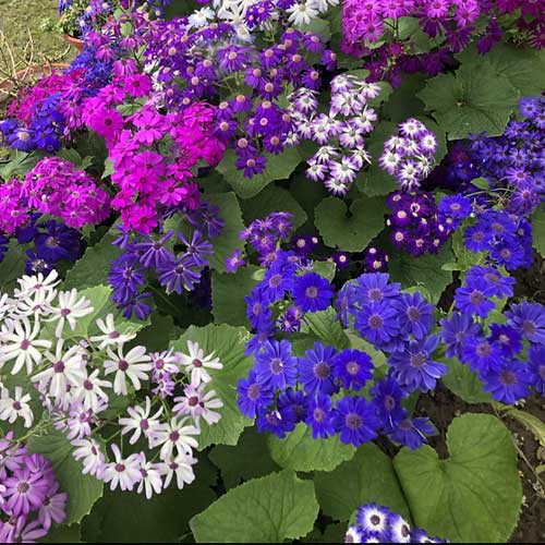 Cineraria maritima Flowering Seeds